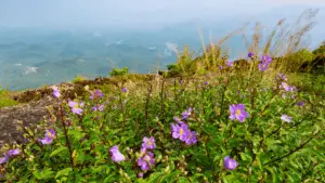 Spring flowers in bloom in Western North Carolina