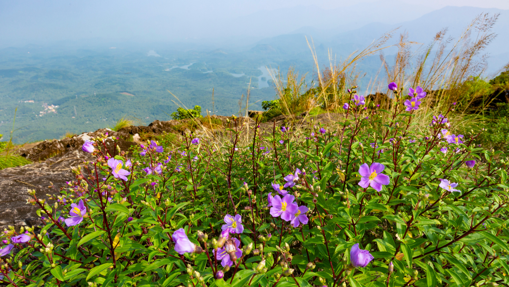 Spring flowers in bloom in Western North Carolina