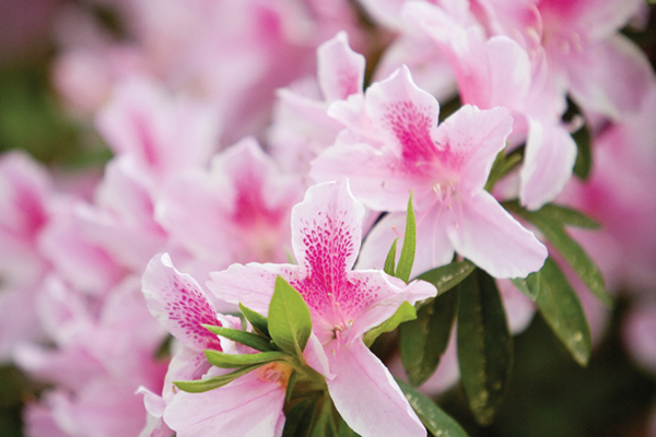 A native azalea in bloom