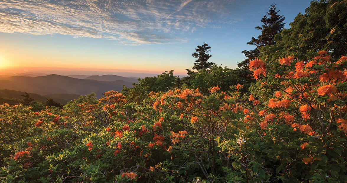 Flame Azalea in Bloom