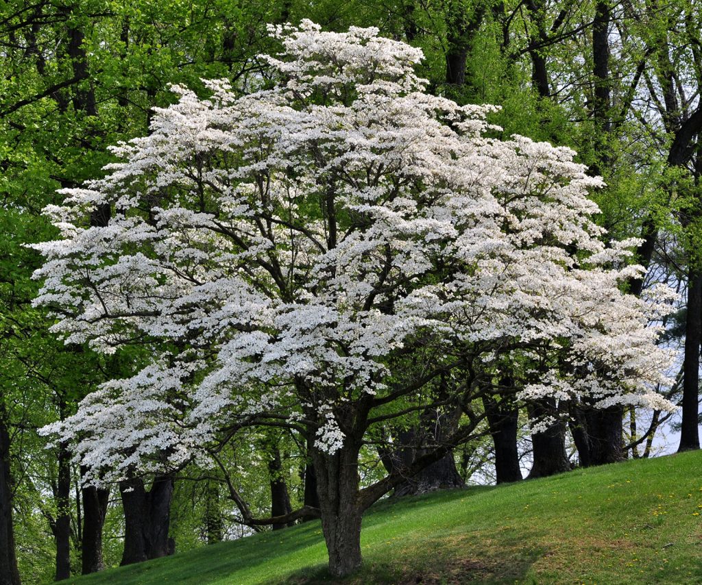 Dogwood Tree in Bloom