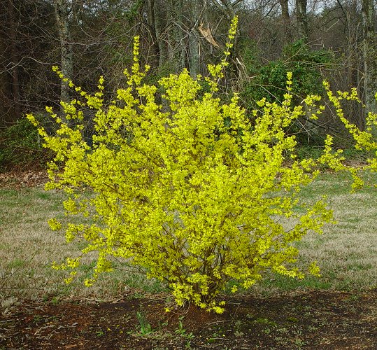 Forsythia in Bloom