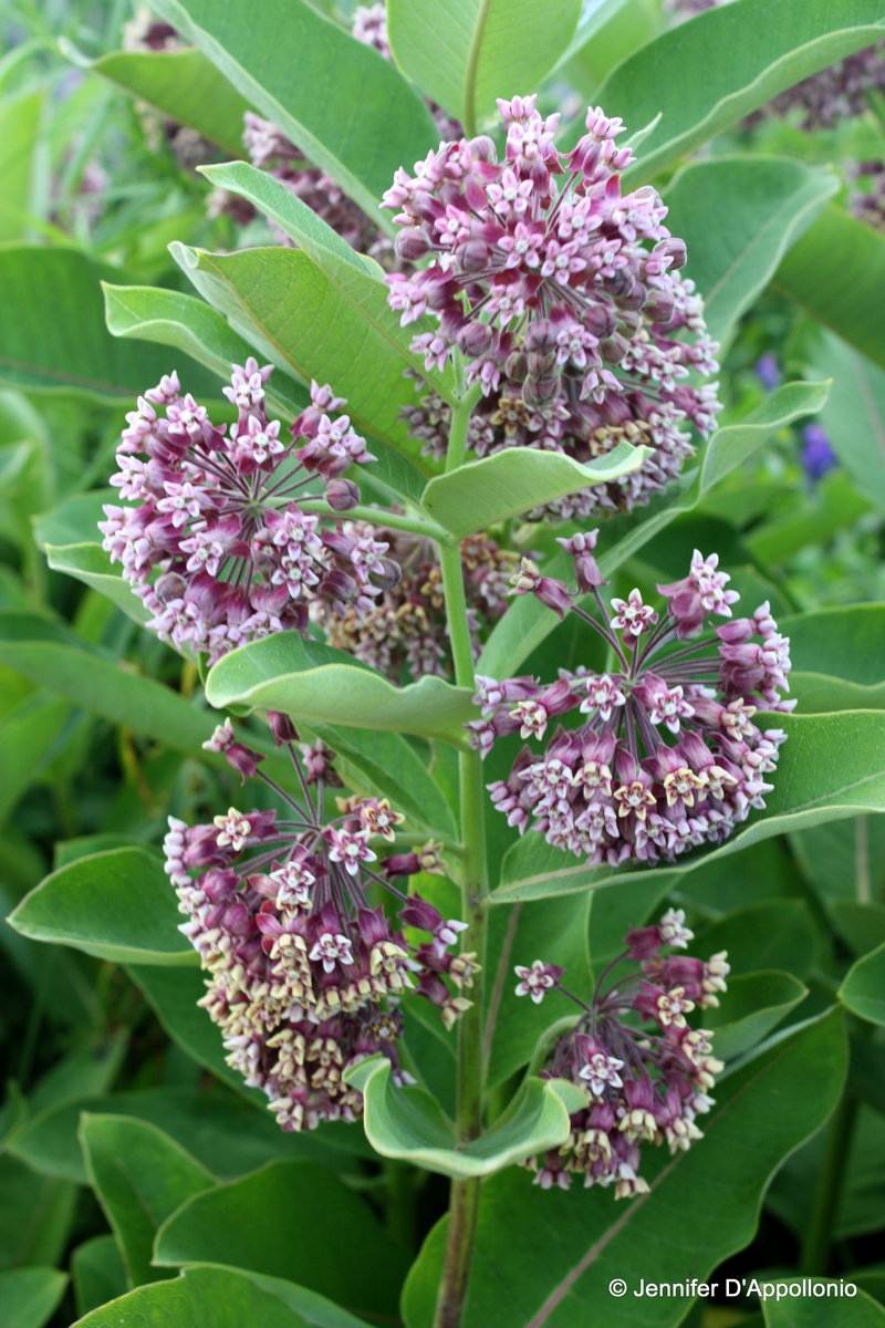 Milkweed