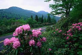 Rhododendron in Bloom