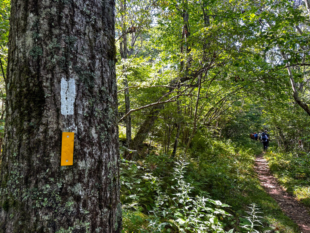 Appalachian Trail and Bartram Trail Hikers Near Wayah Bald