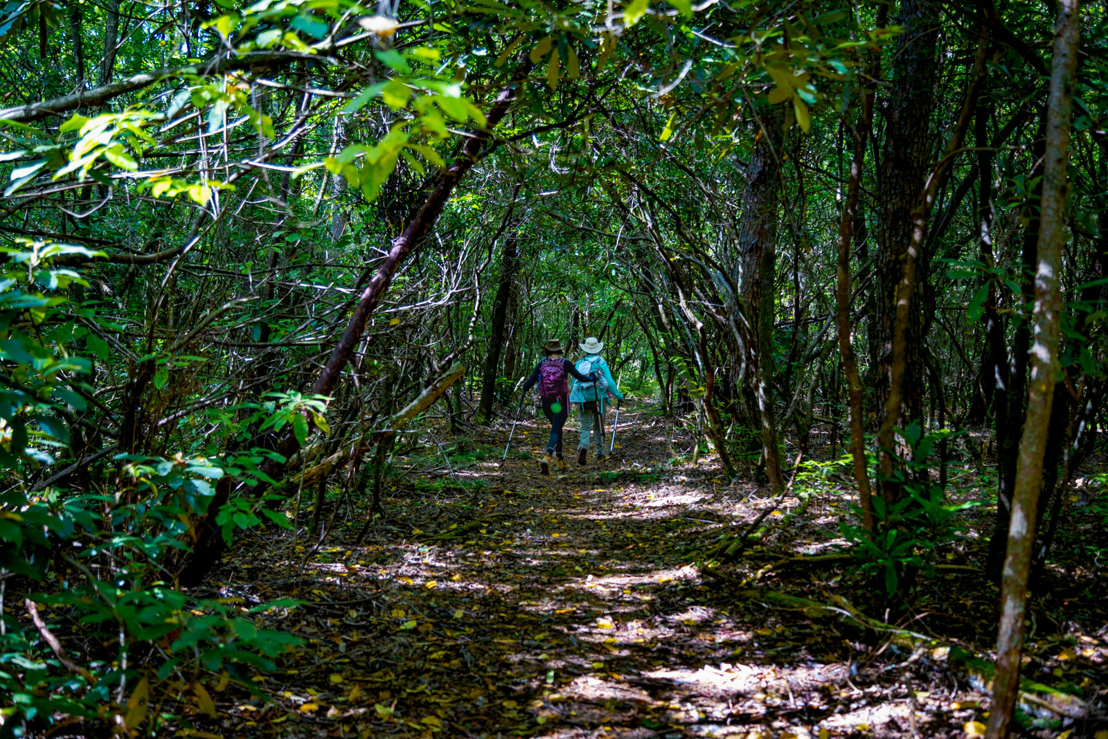 Hikers in the Nantahala National Forest near Standing Indian Campground