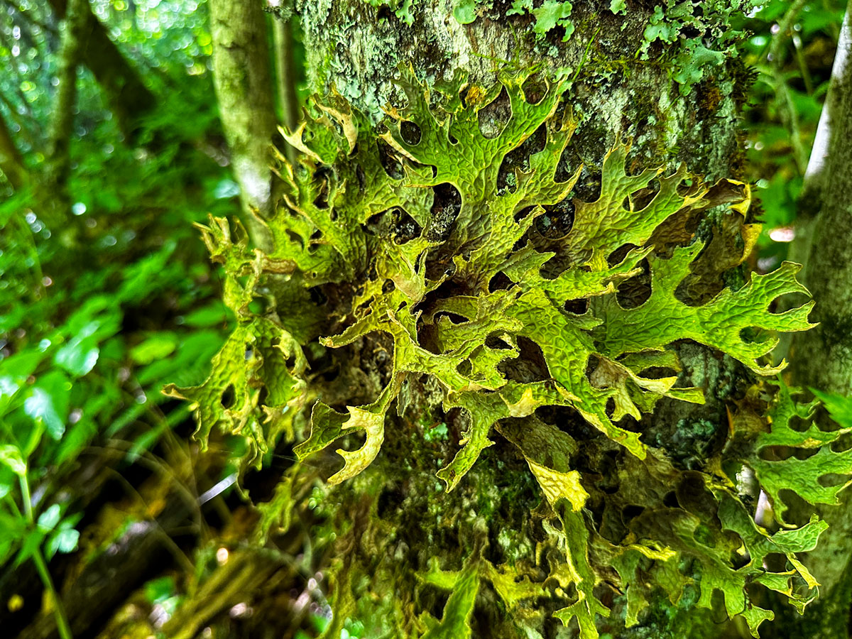 Lunwort is an abundant lichen in the mountain forests and in indicator of the most rich and healthy ecosystems.