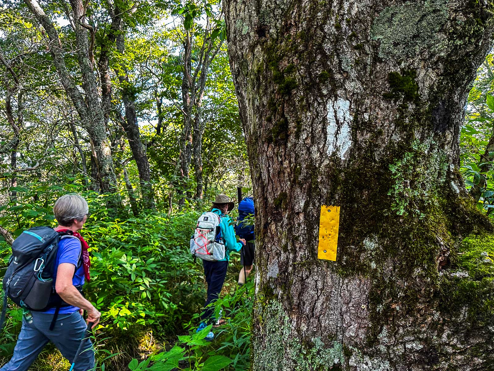 Hikers enjoying trails in Western North Carolina