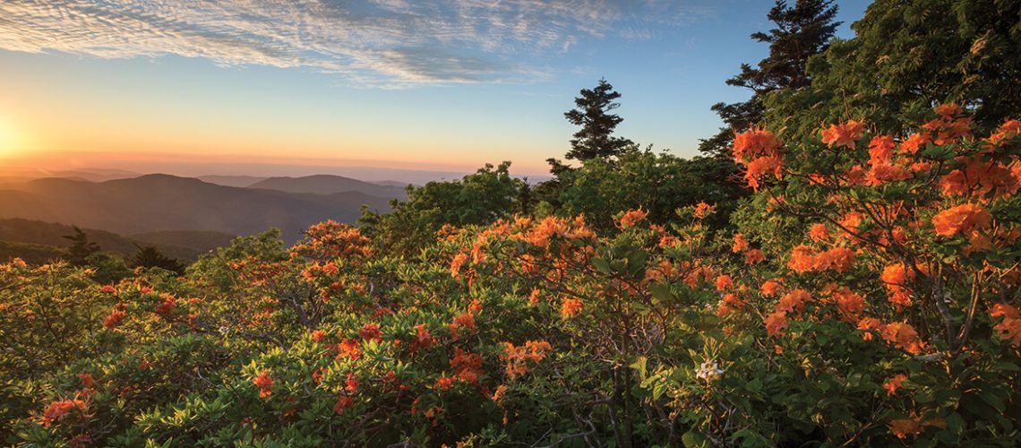 Flame Azalea in Bloom