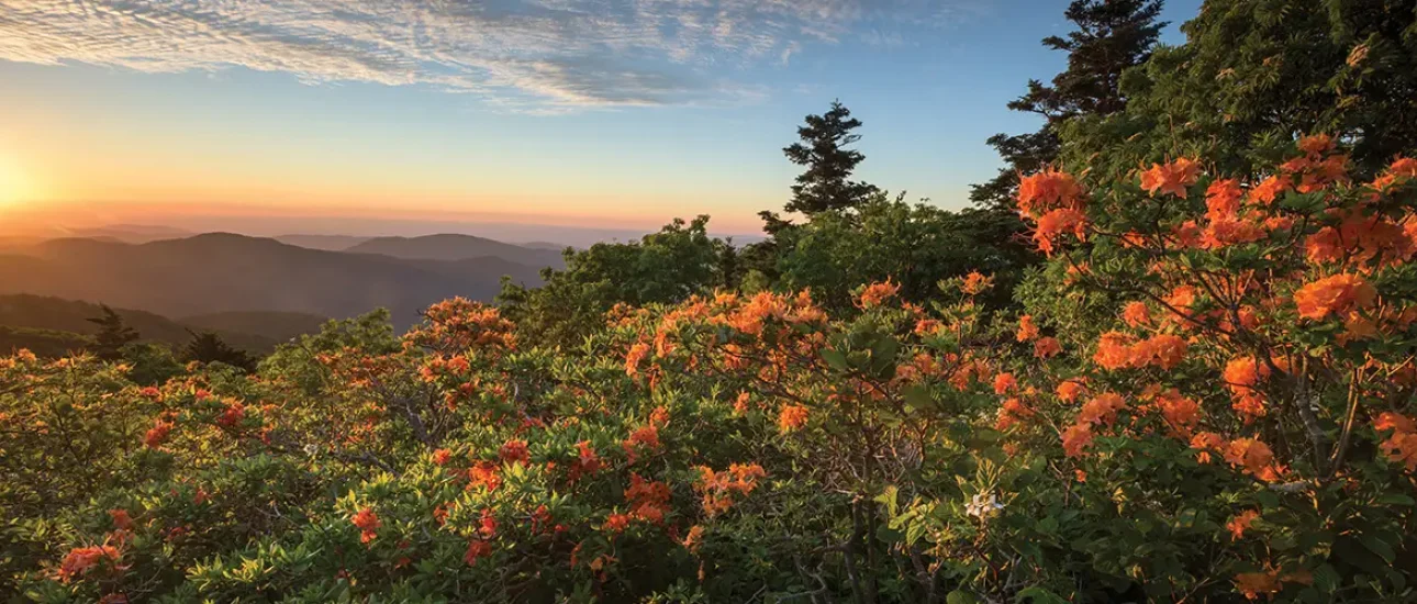 Flame Azalea in Bloom