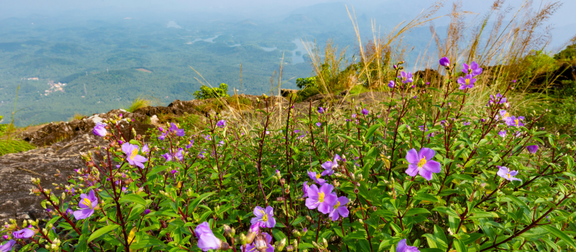 Spring flowers in bloom in Western North Carolina