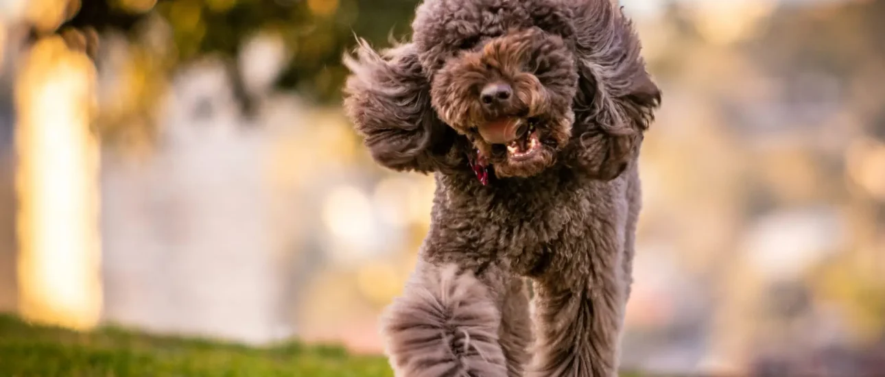 Dog-friendly lifestyle in Franklin, NC