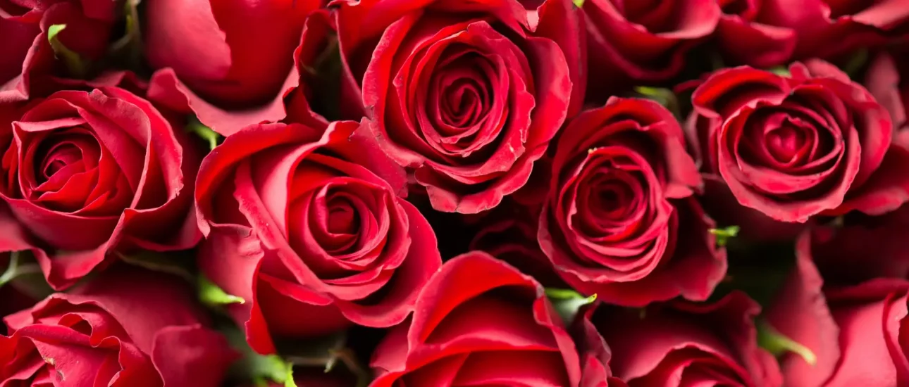 Romance in Franklin starts with roses!