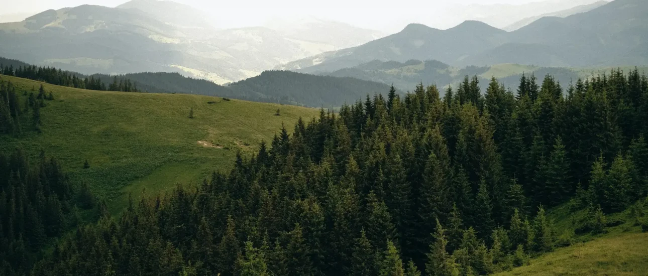 pexels-вальдемар-12797726